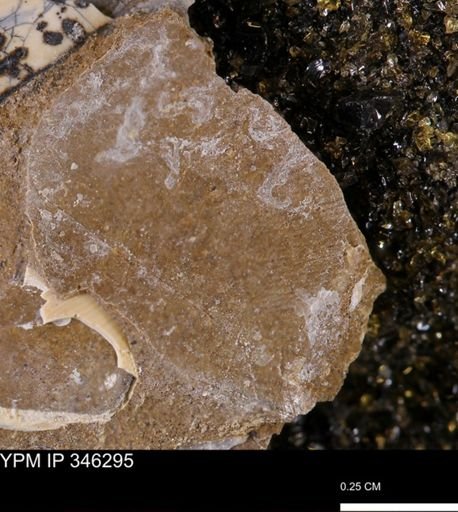 Oxytoma (Hypoxytoma) nebrascana