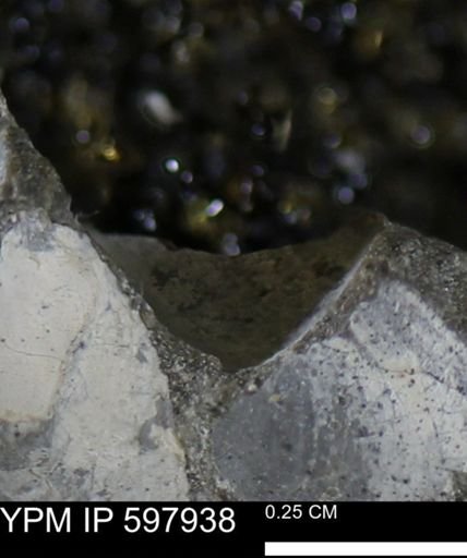 Limopsis striatopunctatus