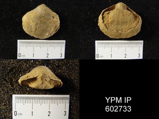 Schizophoria sp.