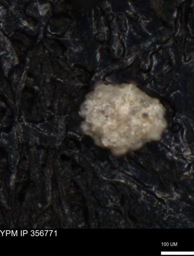 undet. Foraminiferida