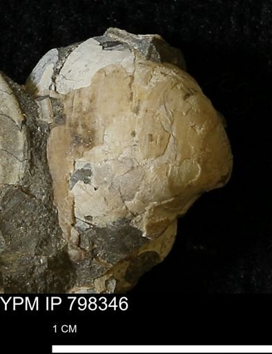 Protocardia