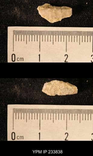 Archaeocidaris sp.
