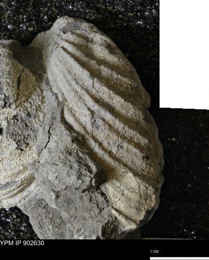 undet. Inoceramidae