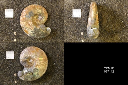 Hoploscaphites comprimus