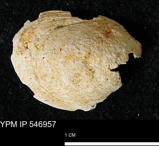 Crepidula fornicata