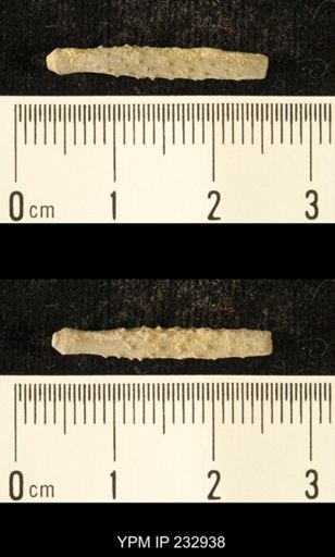 Archaeocidaris sp.