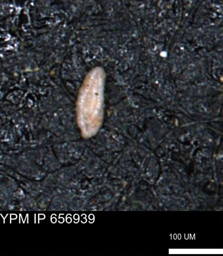 Miliammina cf. sproulei
