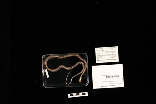 Rhabdophis subminiatus