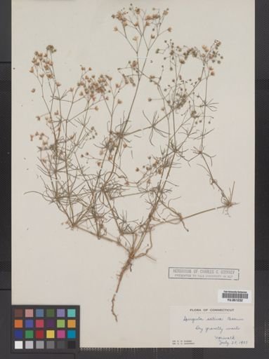 Spergula sativa
