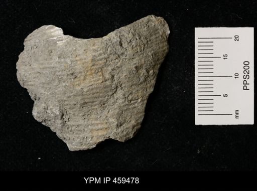 Dictyoclostus americanus