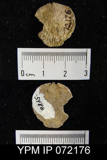 Atrypa tennesseensis