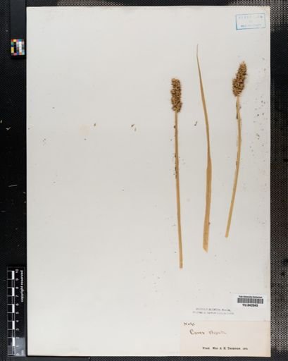 Carex stipata
