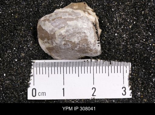 Inoceramus