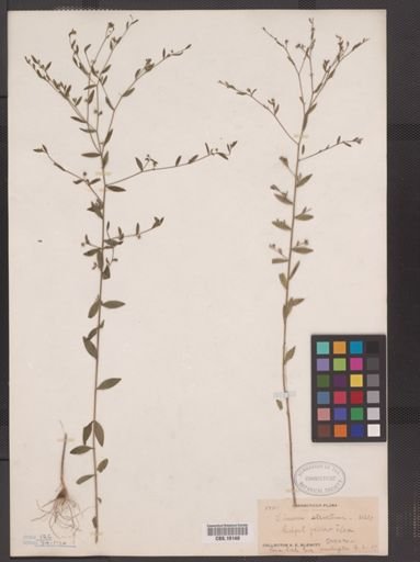 Linum striatum