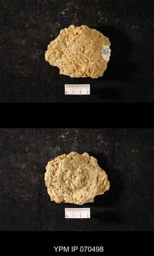 Favosites louisvillensis