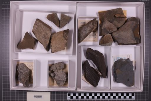 mixed taxa, stratigraphic collection