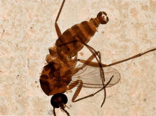 Diptera