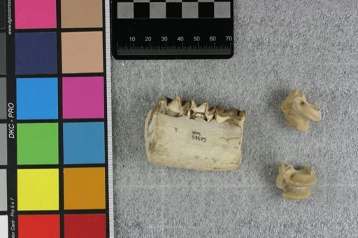 Hyracodon