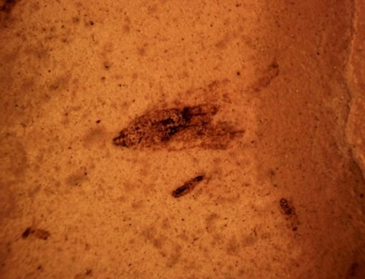 Auchenorrhyncha?
