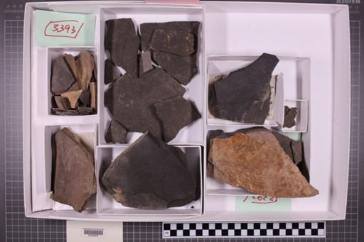 mixed taxa, stratigraphic collection