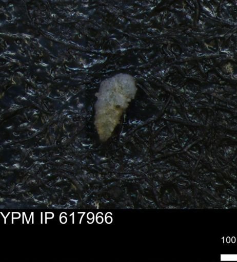 undet. Foraminiferida