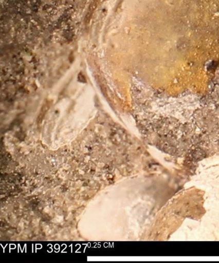 Protocardia sp.