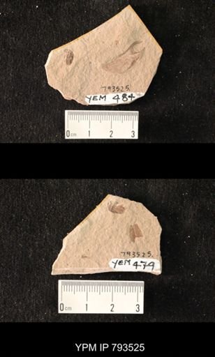 undet. Curculionidae
