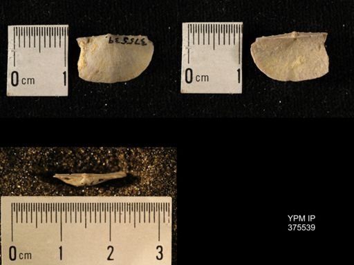 Chonetes granulifer