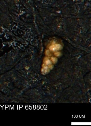 Verneuilinoides kansasensis