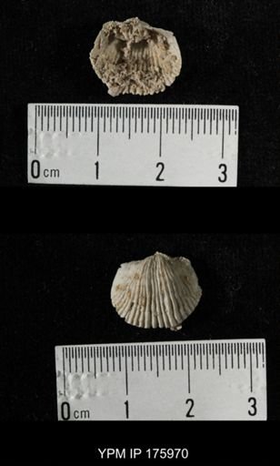 Neospirifer sp.