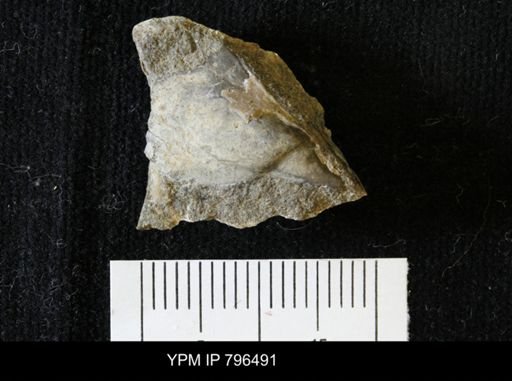 Pteria linguiformis