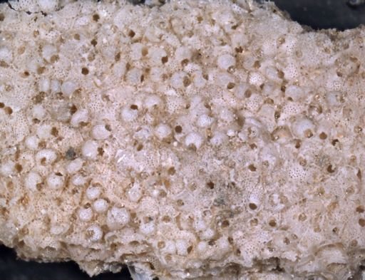 Schizoporella floridana