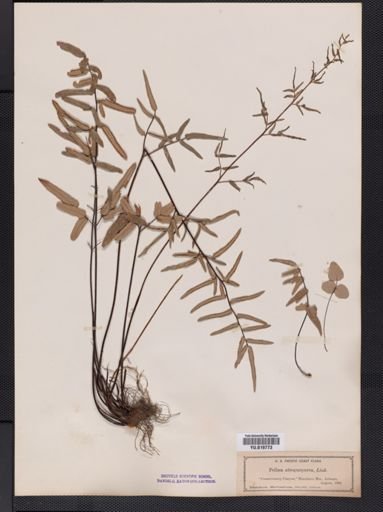 Pellaea atropurpurea