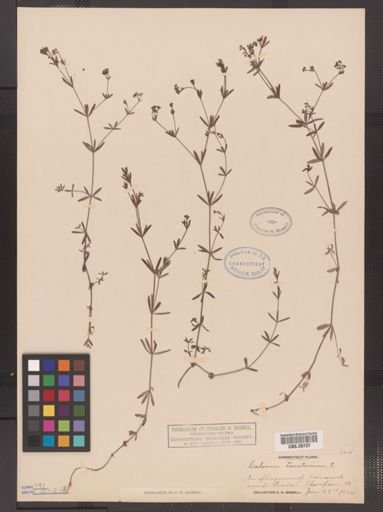 Galium tinctorium
