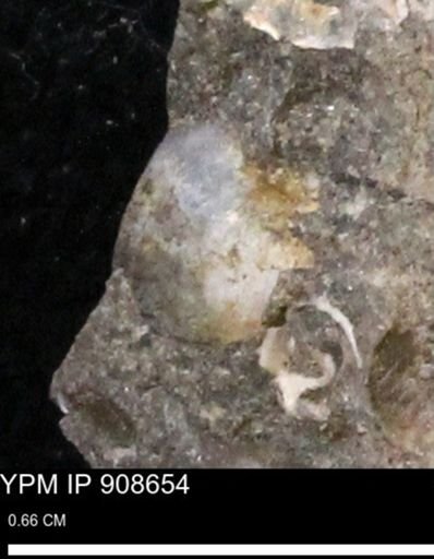 undet. Mollusca