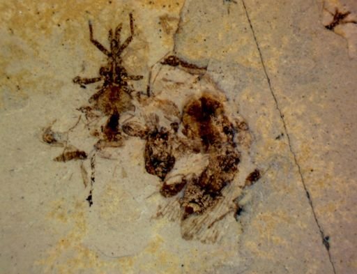 undet. Hexapoda