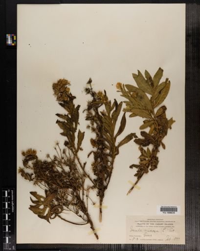 Plantae