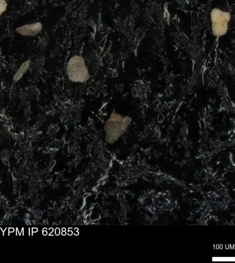 undet. Foraminiferida