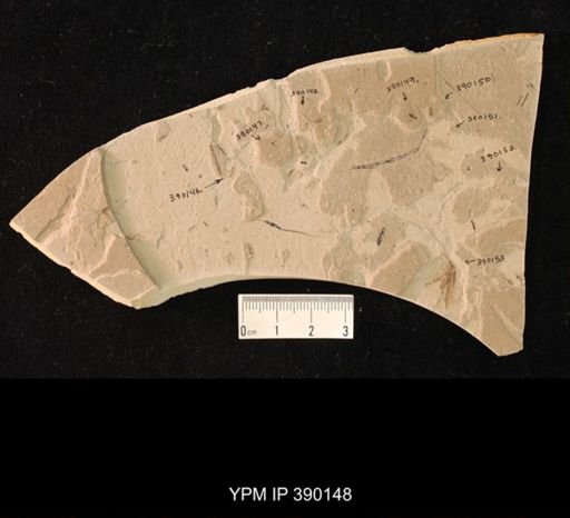 undet. Hymenoptera