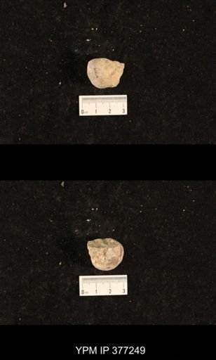 Bellerophon sp.