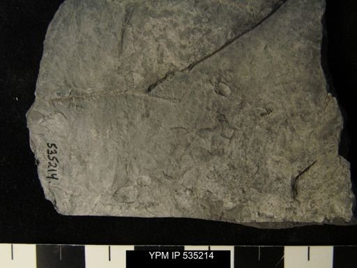 undet. Ostracoda
