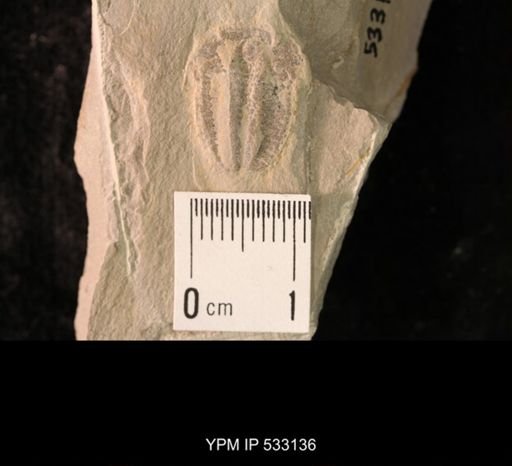 Elrathia kingi