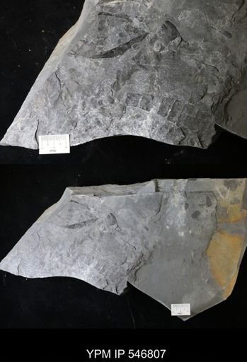 undet. Eurypterida