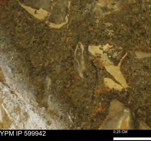 undet. Bivalvia