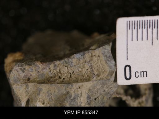 Baculites sp.