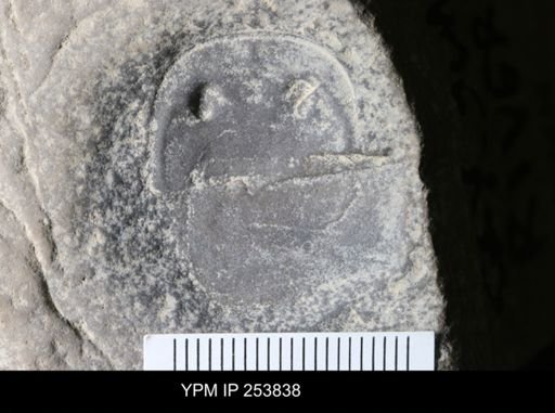 Eurypterus sp.