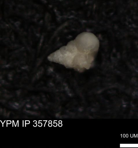 undet. Foraminiferida