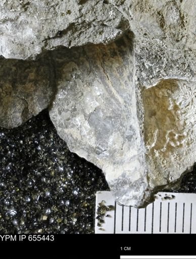 Inoceramus barabini