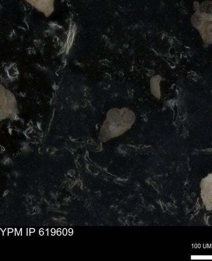 undet. Heterohelicidae