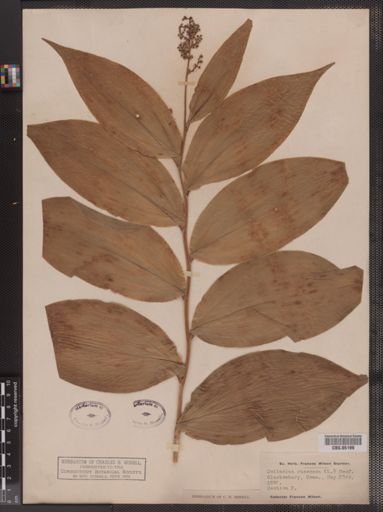 Maianthemum